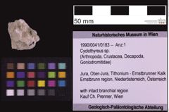 Foto (Objekt + Etiketten) von Cyclothyreus sp. (NHMW-GEO-1990-0041-0183)